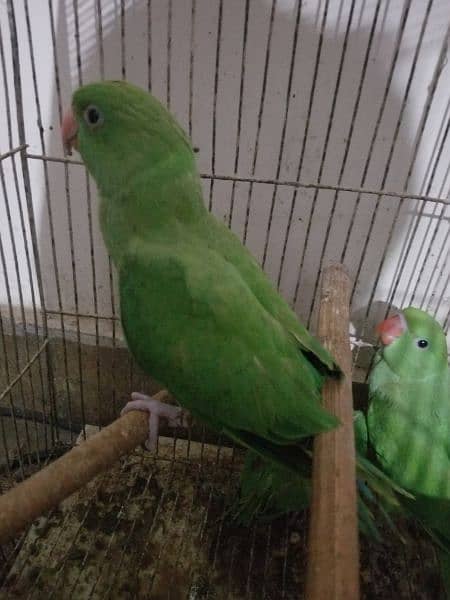 green ringneck near to self healthy and active 4