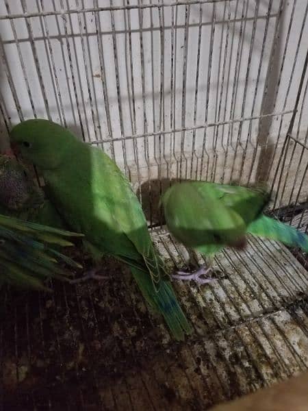 green ringneck near to self healthy and active 5
