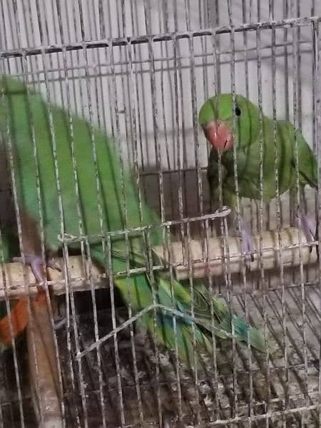 green ringneck near to self healthy and active 6