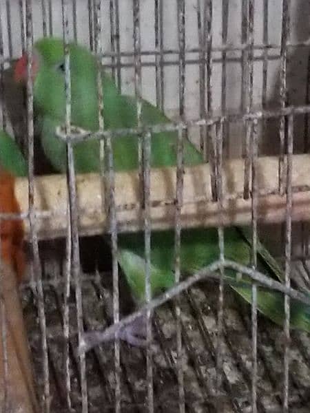 green ringneck near to self healthy and active 7