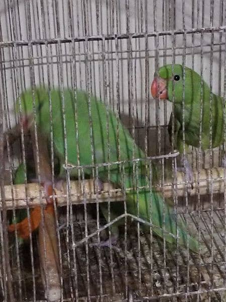 green ringneck near to self healthy and active 8