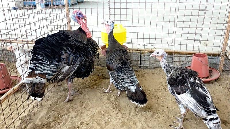 Turkey Chicks 2