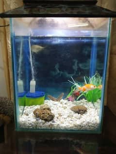 Aquarium for Sale with Fishes & complete Accessorie.