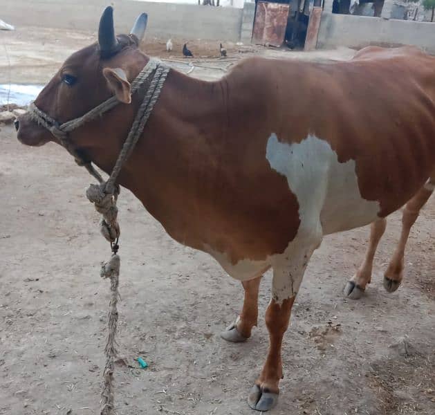 Cow for Qurbani 0