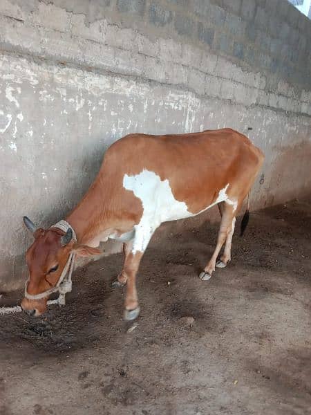 Cow for Qurbani 1
