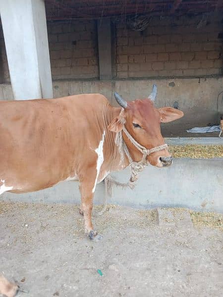 Cow for Qurbani 2