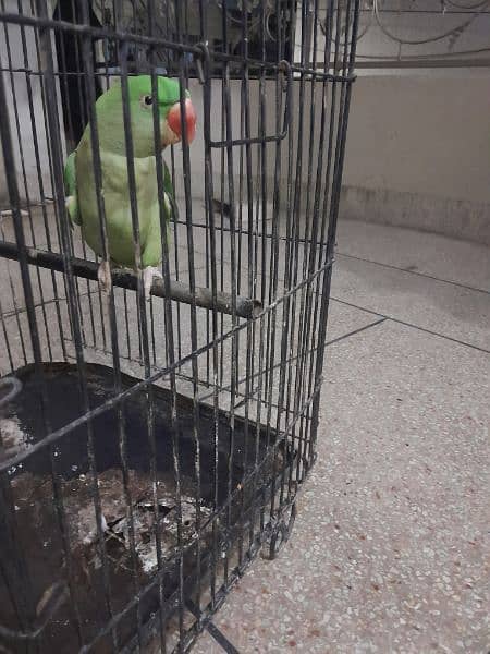 speaking parrot 1