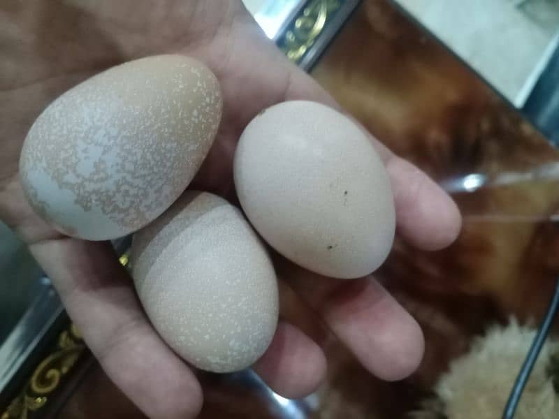 pure mianwali with 3 eggs 1