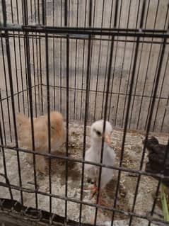 golden buff and aseel chicks for sale