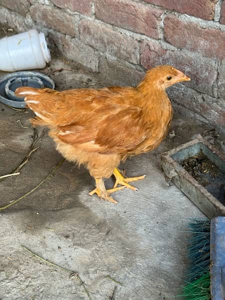 for sale egg laying 6