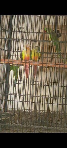 conure breeder pair with DNA report 3