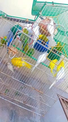 sale Australian parrot / budgies 0
