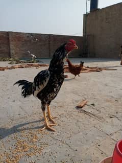 aseel male for sale