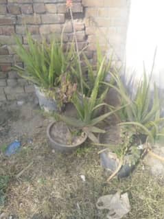 Aloe vera plants