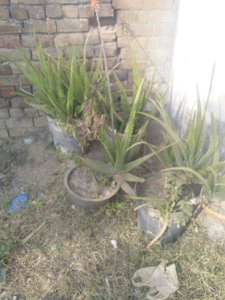 Aloe vera plants 0