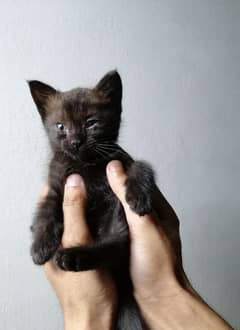 BLACK color persian kitten 40 days