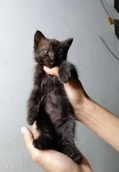 BLACK color persian kitten 40 days 1
