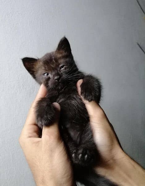 BLACK color persian kitten 40 days 2
