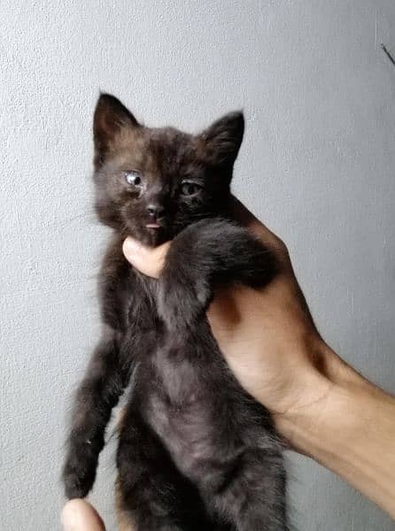 BLACK color persian kitten 40 days 3