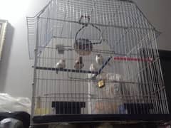 finches with finches home all thing