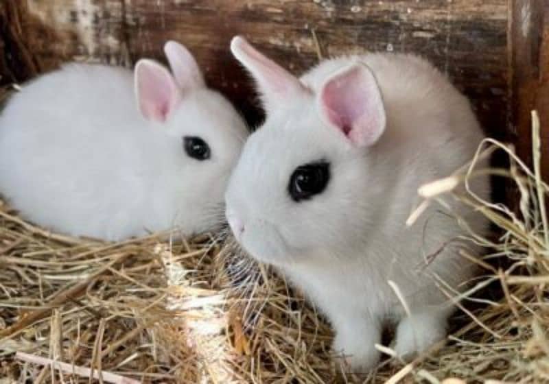 Hotot dwarf breedair pair with bunny's 0