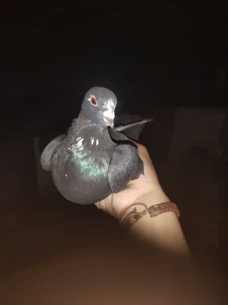 Fancy pigeon 0