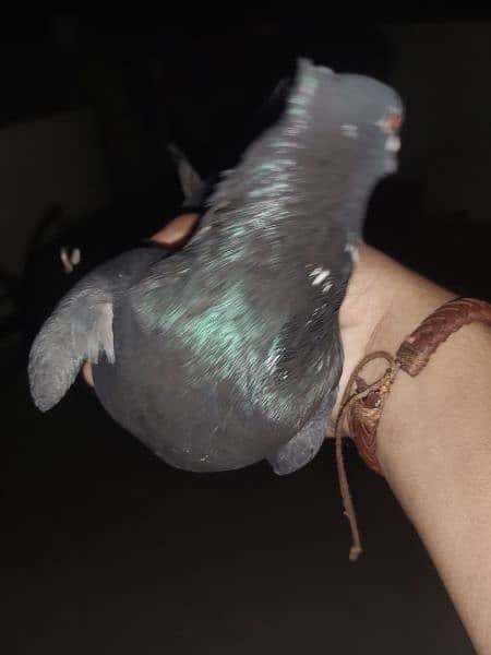 Fancy pigeon 3