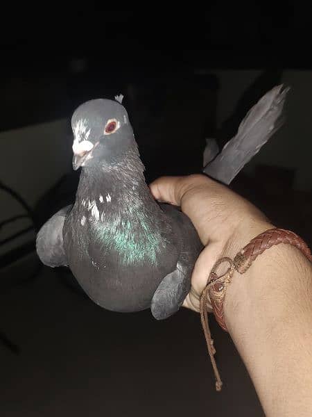 Fancy pigeon 4