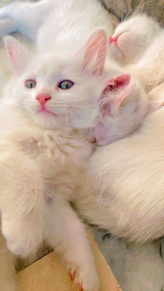 Persian kitten for sale 4