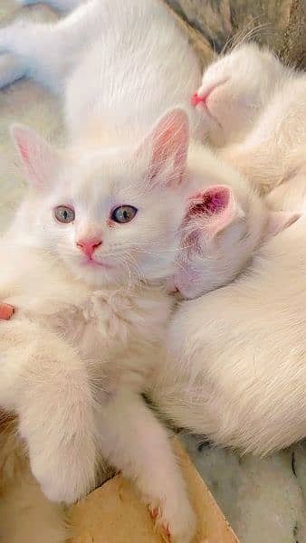 Persian kitten for sale 8