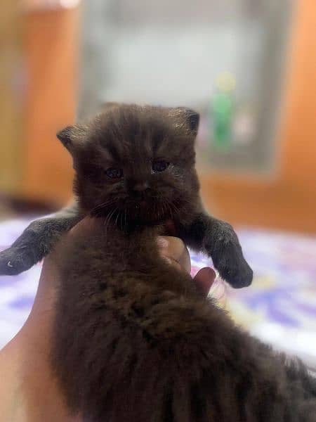 Persian kitten for sale 9