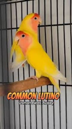 Common lutino breeder pair