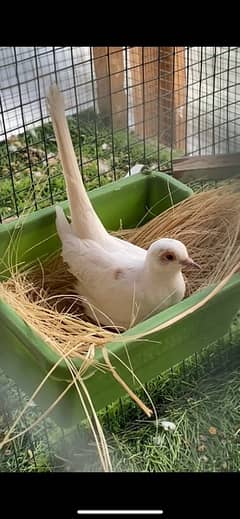 red pied dove breeder pairs for sale