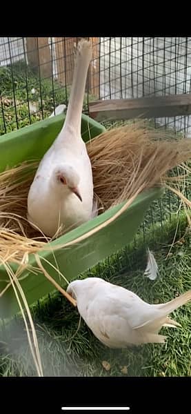 red pied dove breeder pairs for sale 1