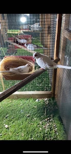red pied dove breeder pairs for sale 2