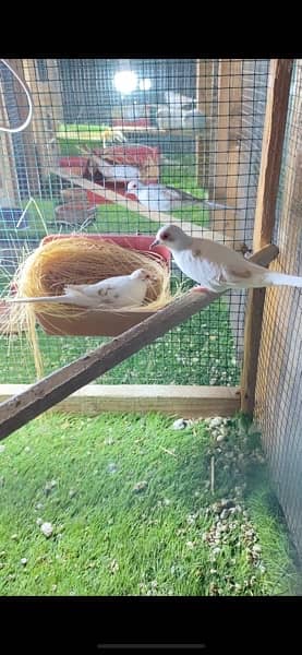 red pied dove breeder pairs for sale 3