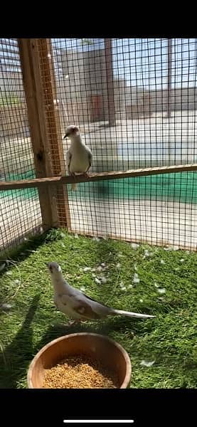 red pied dove breeder pairs for sale 4