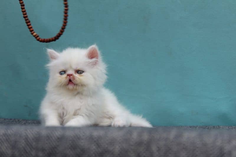 persian kitten for sale 1