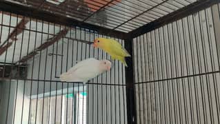 Albino red eyes and pastelino pair with dna lovebird 0