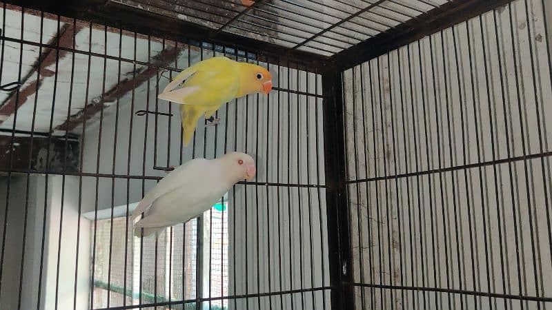 Albino red eyes and pastelino pair with dna lovebird 1