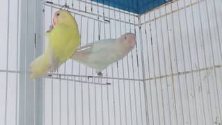 Decino and albino red eyes breeder pair with dna
