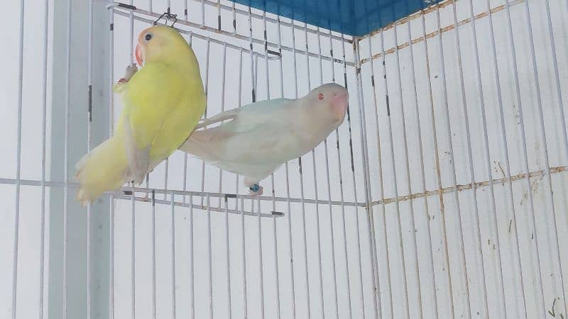 Decino and albino red eyes breeder pair with dna 0