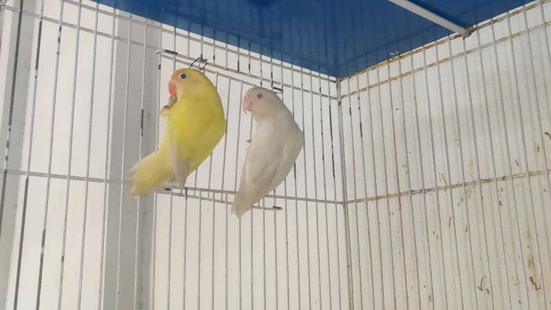 Decino and albino red eyes breeder pair with dna 1