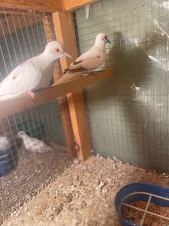 red and diamond pied dove split breeder pair andred and diamond pathay