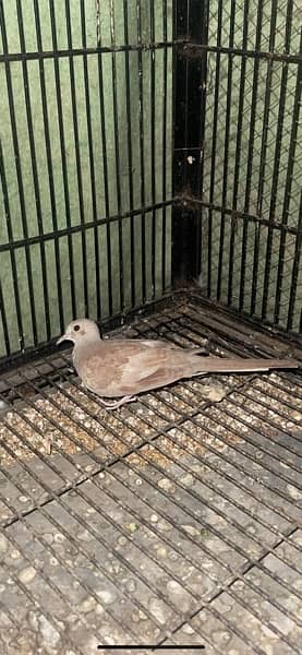 red and diamond pied dove split breeder pair andred and diamond pathay 7