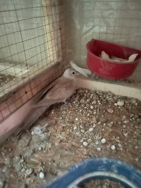 red and diamond pied dove split breeder pair andred and diamond pathay 9