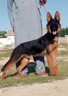 Belgium Shepherd male male secretary dog 5 month for sale