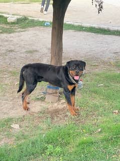 Pedigree Rottweiler