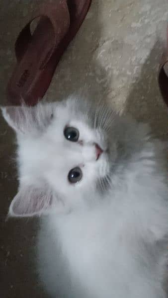 White Persian Kitten 4