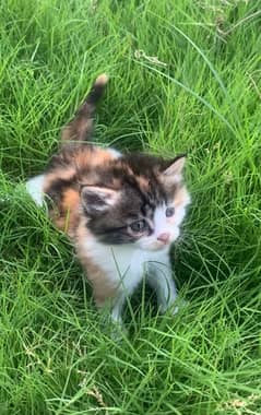 Cute Pure Persian Kitten for sale 0